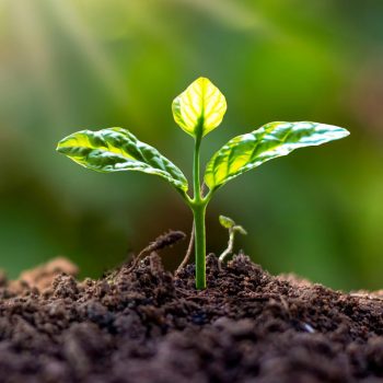fertilizantes-abonos-ecologicos-15